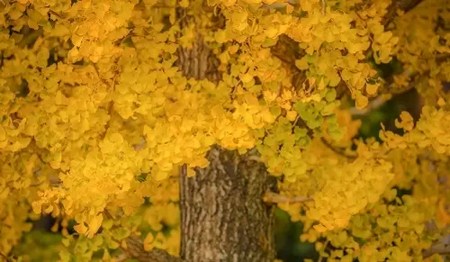 Beneficios del ginko biloba para la salud