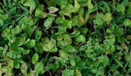  ¿Para qué sirve la centella asiática?