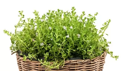 Propiedades del hisopo de agua o bacopa monnieri
