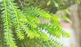 Propiedades y beneficios de la Huperzia serrata