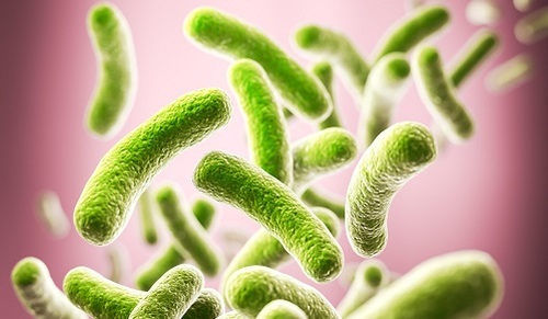 ¿Qué bacterias intestinales aumentan el riesgo de Alzheimer?