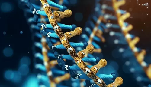 ¿Cómo se puede activar la telomerasa?