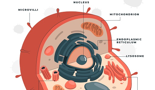La mitofagia ayuda a combatir la senescencia celular