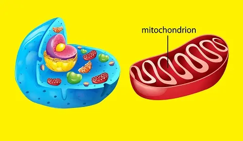 La estimulación luminosa de las mitocondrias ayuda a combatir la...