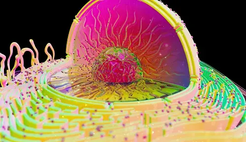 ¿Cómo afecta el flúor a la salud mitocondrial?