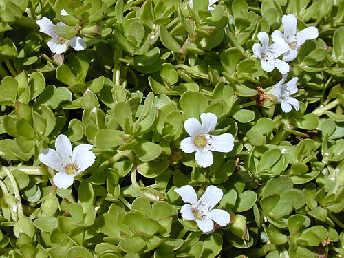 Baccopa monieri