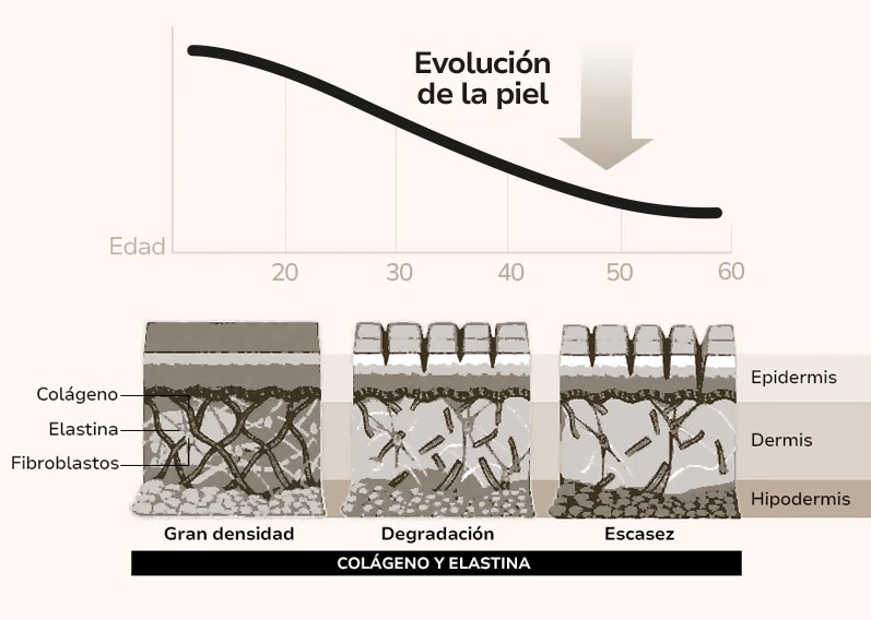 Colágeno con la edad